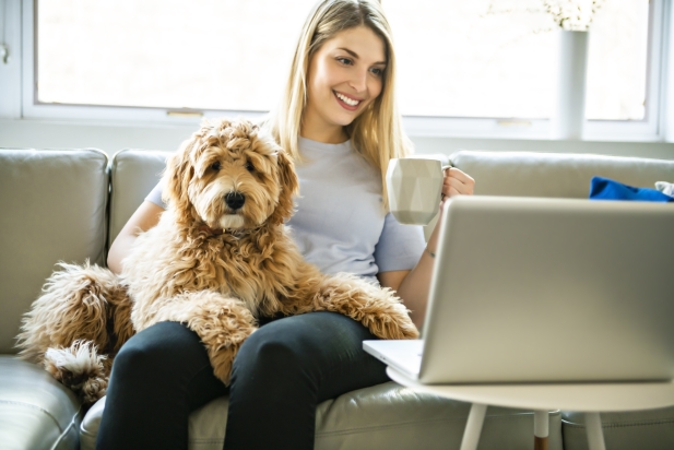 sadie, riehl, dog, breeder, cutomer2, sadie-riehl, dog-breeder, gap, pa, pennsylvania, puppy, dog, kennels, mill, puppymill, usda, 5-star, certificate, golden, goldendoodles, doodles, ICA, registered