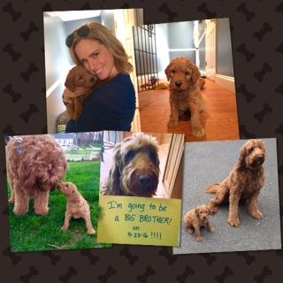sadie, riehl, dog, breeder, customer, reviews, sadie-riehl, dog-breeder, gap, pa, pennsylvania, puppy, dog, kennels, mill, puppymill, usda, 5-star, certificate, golden, goldendoodles, doodles, ICA, registered