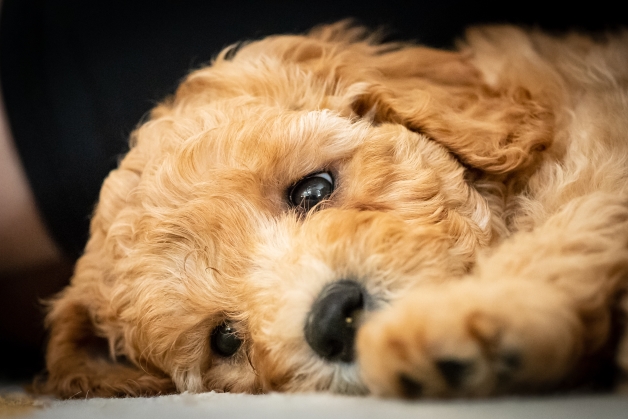 sadie, riehl, dog, breeder, puppy2, sadie-riehl, dog-breeder, gap, pa, pennsylvania, puppy, dog, kennels, mill, puppymill, usda, 5-star, certificate, golden, goldendoodles, doodles, ICA, registered